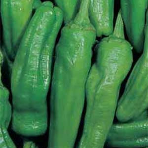 Poivre napolitain Friggitello dans un vase