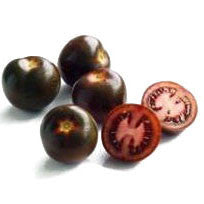 Pianta di Pomodoro ciliegino nero in vaso