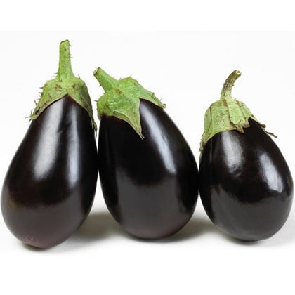 Pianta di Melanzana ovale nera vaso