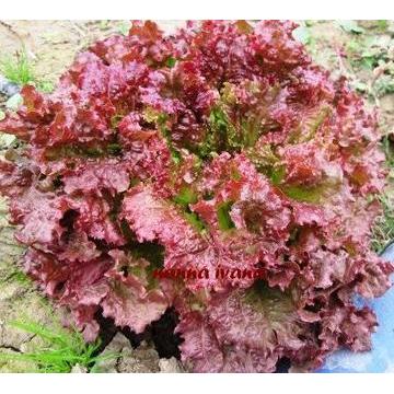 12 Piante di lattuga batavia gentilina rossa