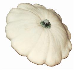 Pianta di Zucca disco volante (patisson)