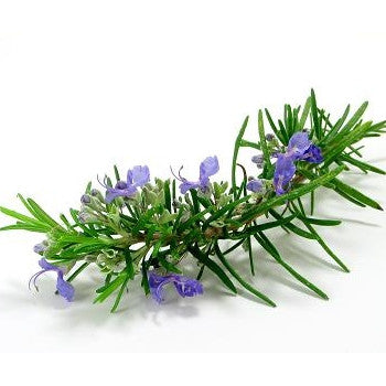 Pianta di Rosmarino comune in vaso