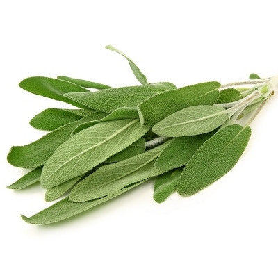 Pianta di Salvia comune in vaso