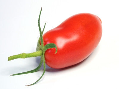 Plant de tomate San Marzano en pot