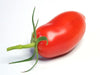 Plant de tomate San Marzano en pot