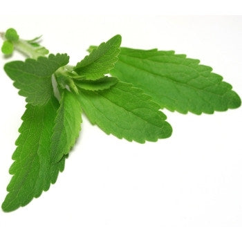 Pianta di Stevia rebaudiana in vaso
