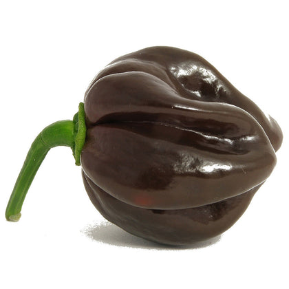 Pianta di Peperoncino Habanero Chocolate