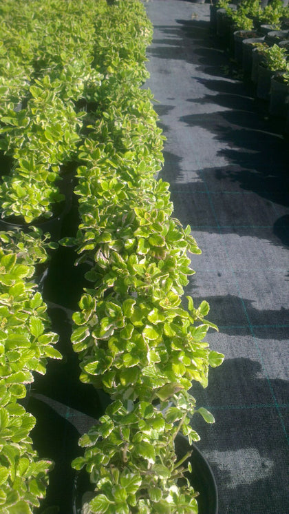 Pianta di Falso incenso vaso