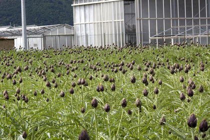 Pianta di Carciofo spinoso d'Albenga