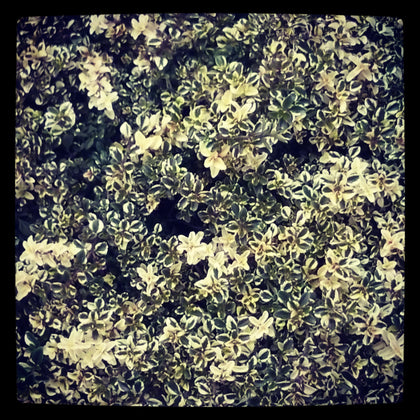 Pianta di Timo 'Foxley' in vaso