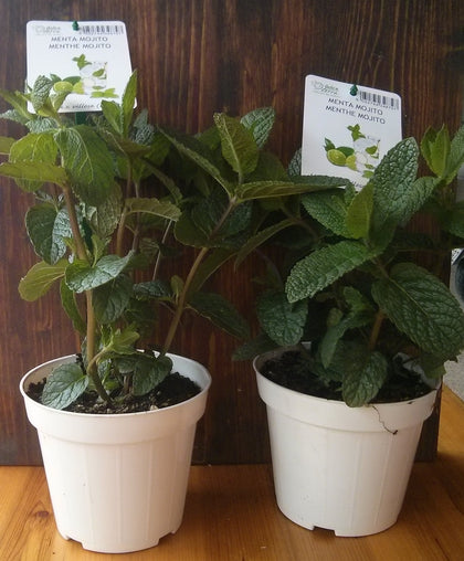 Pianta di Menta Mojito vaso