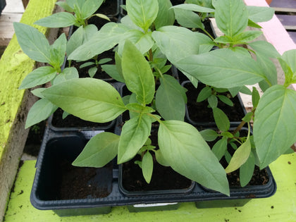 Pianta di Basilico Siam Thai Queen in vaso