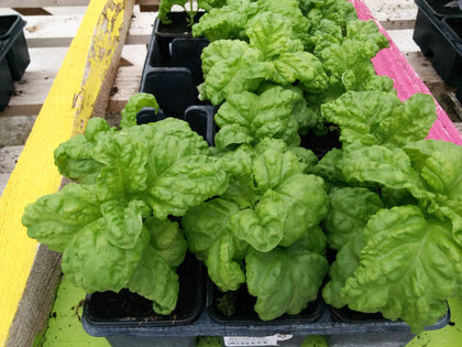 Pianta di Basilico a foglia di lattuga in vaso