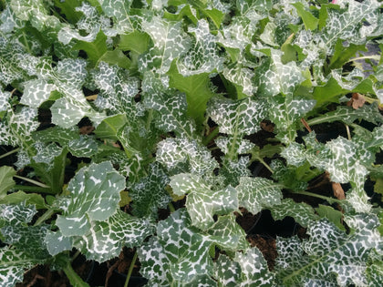 Pianta di Cardo Mariano in vaso