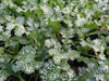 Plante de chardon-Marie en pot