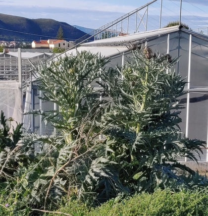 Pianta di Cardo gigante inerme vaso