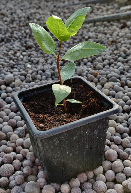 Pianta di pistacchio in vaso