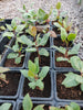 Pianta di pistacchio in vaso