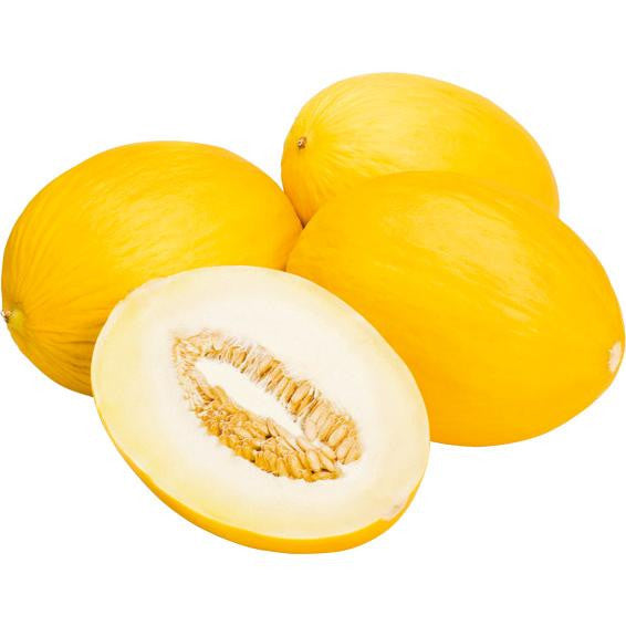 Plante de melon jaune (d'hiver) en pot