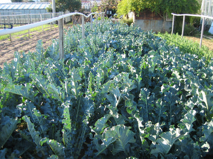 Sementi di Broccolo verde TARDIVO d'Albenga