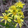 Pianta di Inula viscosa (Dittrichia)