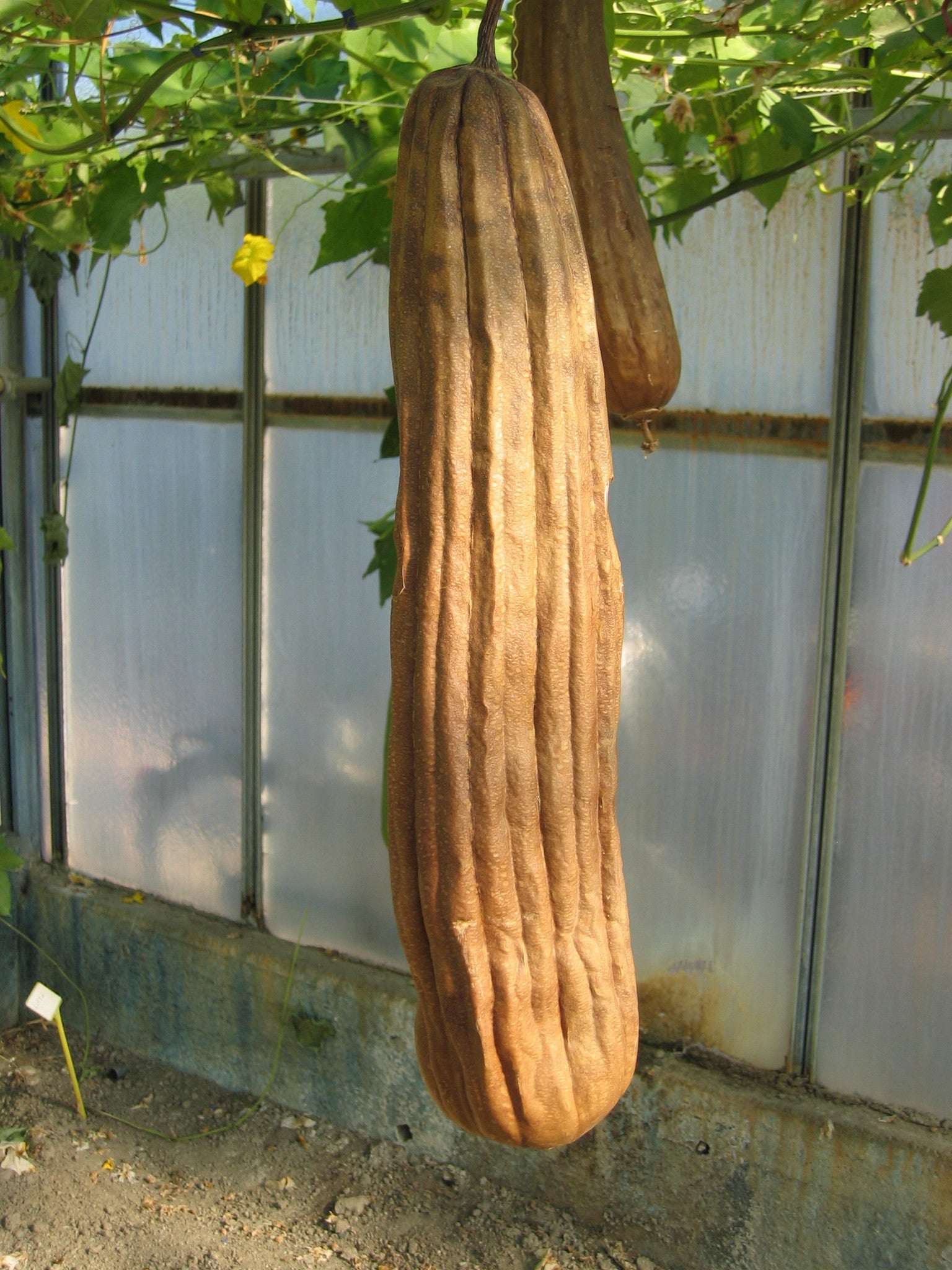 Usine de courge éponge végétale