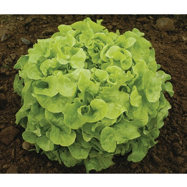 12 Piante di lattuga foglia di quercia verde