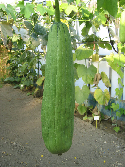 Pianta di Zucca spugna vegetale