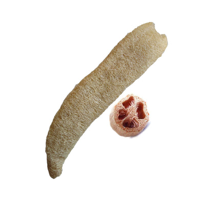 Sementi di Zucca spugna vegetale