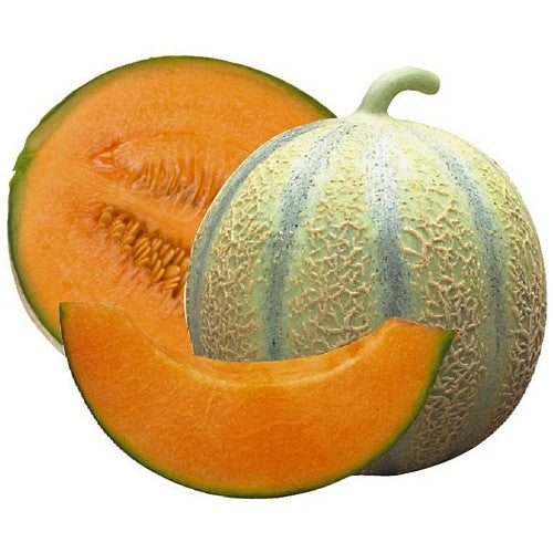 Cache-pot melon charentais grillagé