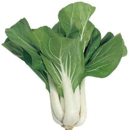 Pianta di Bietola pak choi a foglia scura