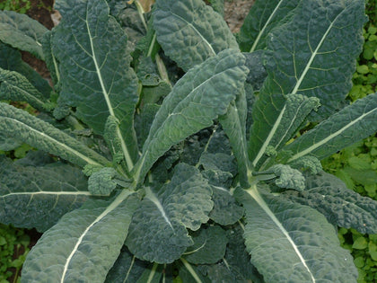 Pianta di cavolo nero di Toscana in vaso