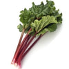 Plante de rhubarbe en pot
