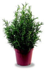 Pianta di Rosmarino comune in vaso