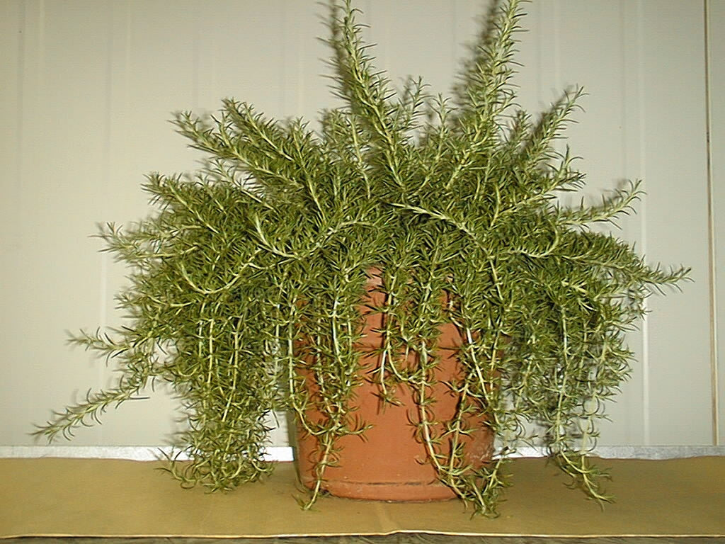 Pianta di Rosmarino strisciante vaso