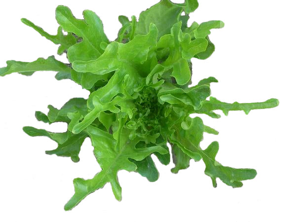 12 plants de laitue à barbe verte