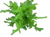 12 plants de laitue à barbe verte