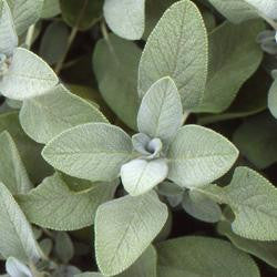 Pianta di Salvia gigante in vaso