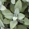 Pianta di Salvia gigante in vaso