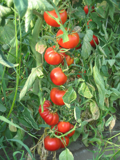 Pianta di Pomodoro tondo Saint Pierre in vaso