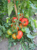 Pianta di Pomodoro tondo Saint Pierre in vaso