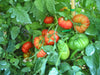Pianta di Pomodoro tondo Saint Pierre in vaso