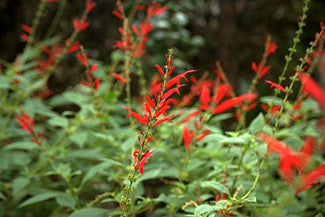 Pianta di Salvia ananas in vaso