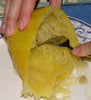 Plante de courge spaghetti (pour coeliaques)