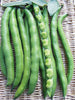 Plante de haricot Supersimonia aguadulce