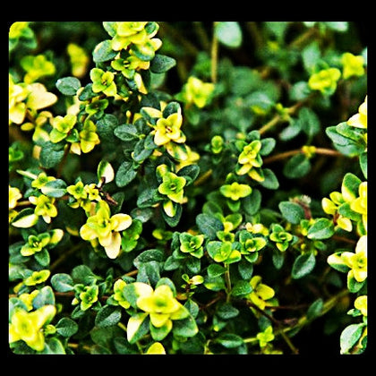 Pianta di Timo limone 'Doone valley' vaso