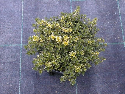 Pianta di Timo limone 'Doone valley' vaso