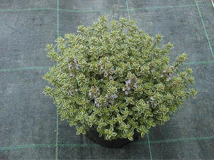 Pianta di Timo limone 'Lady D.' vaso