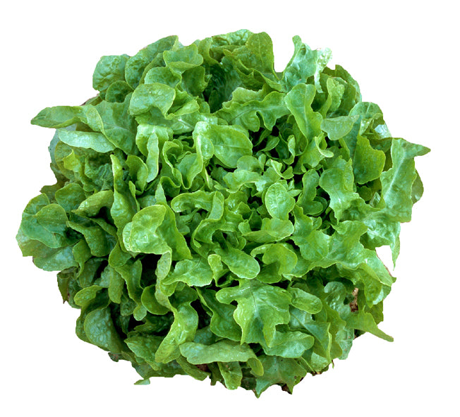 12 Piante di lattuga foglia di quercia verde