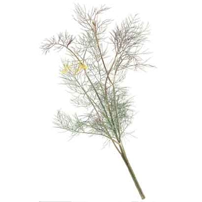 Pianta di finocchietto nero in vaso